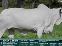 Lote 58