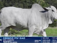 Lote 2000