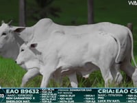 Lote 17