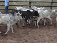 Lote 60