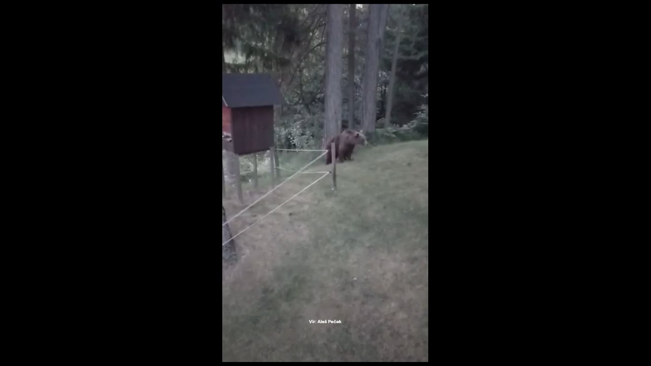 To je medvedka z mladičem, ki lomasti po Rakitni