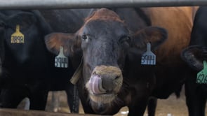 Williams Dairy local business showcase