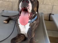 Enlarge Moose (Courtesy Post) - Adopt Me!, a Adoptable mixed breed in Lake Forest, CA video 6/6