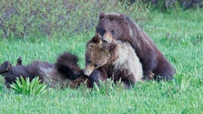SUB ADULT GRIZZLIES MATE & PLAY-STOCK