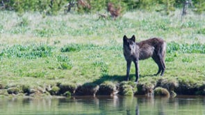 WAPITI PACK-STOCK