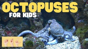 ASL Octopuses for Kids
