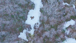 BLACK BEAR AND CUB SPRING-STOCK