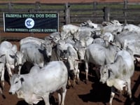 Lote 19A
