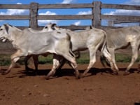 Lote 49