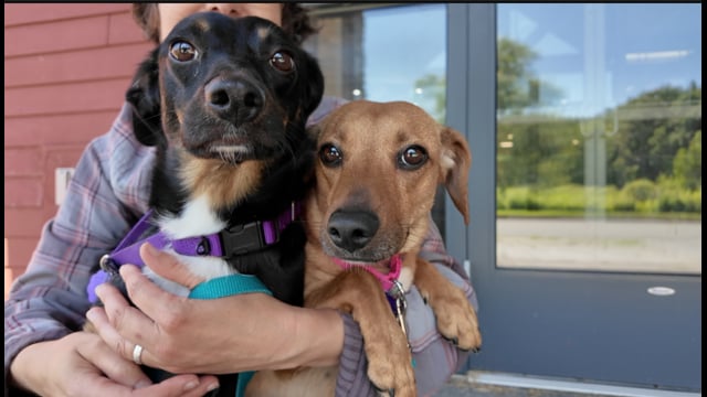 Lucy Mackenzie Humane Society June "Adoptables"