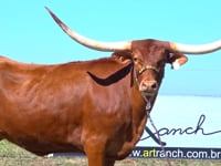 Lote 01