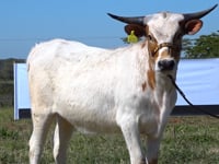 Lote 02