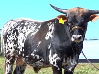 Lote 03