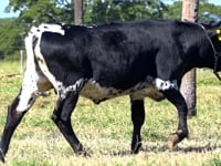 Lote 04