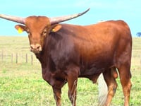 Lote 06