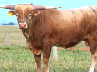 Lote 07