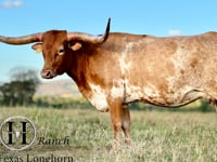 Lote 12