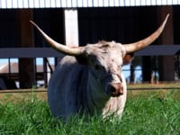 Lote 15