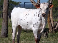 Lote 20