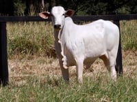 Lote 02F