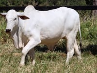 Lote 04F