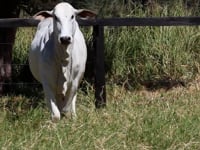Lote 05F