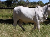 Lote 06F