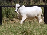 Lote 07F