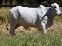 Lote 08F