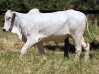 Lote 09F
