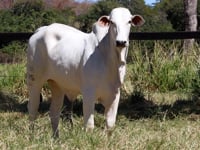 Lote 11F
