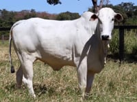 Lote 17F