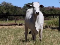 Lote 18F