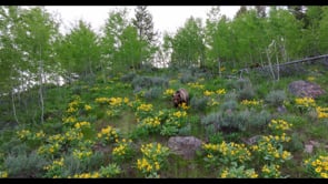 SUB ADULT GRIZZLIES HIGH COUNTRY-STOCK
