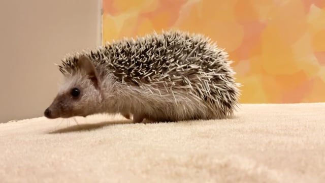 ピグミーヘッジホッグ（パイド系） ハリネズミ系 目黒碑文谷店
