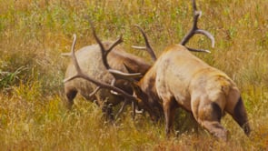 ELK FIGHT-STOCK