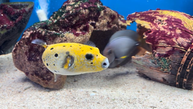 Hybrid Dogface Pufferfish WYSIWYG 3 video
