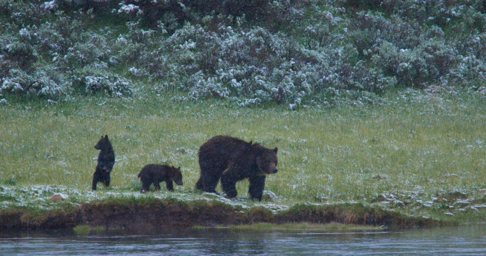 GRIZZLY & CUBS OF THE YEAR SNOWSTORM-STOCK