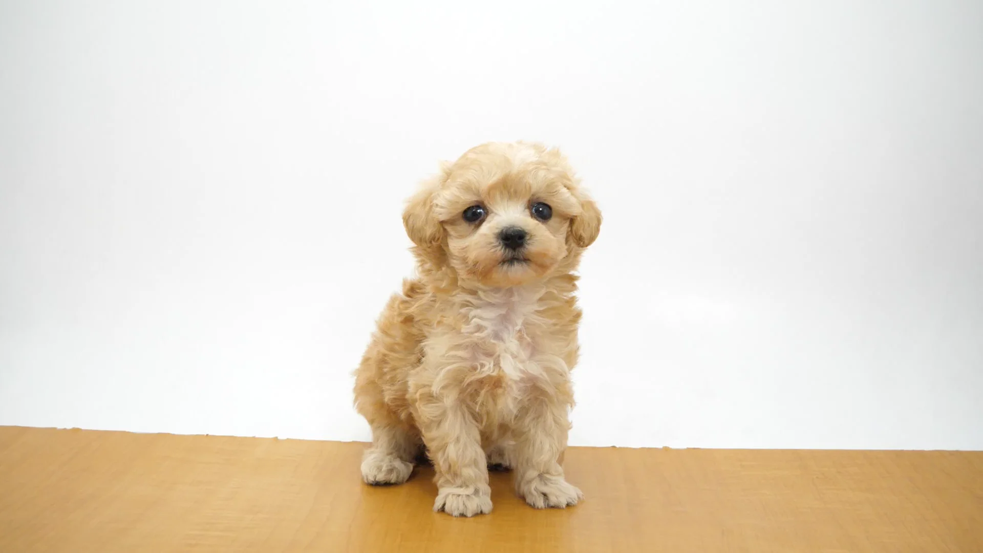 犬も歩けばわしも歩く様★専用になります★プラチナダブル糖質０＋のどごしZERO CH20240514m1【チワワ】詳細｜WANLINE