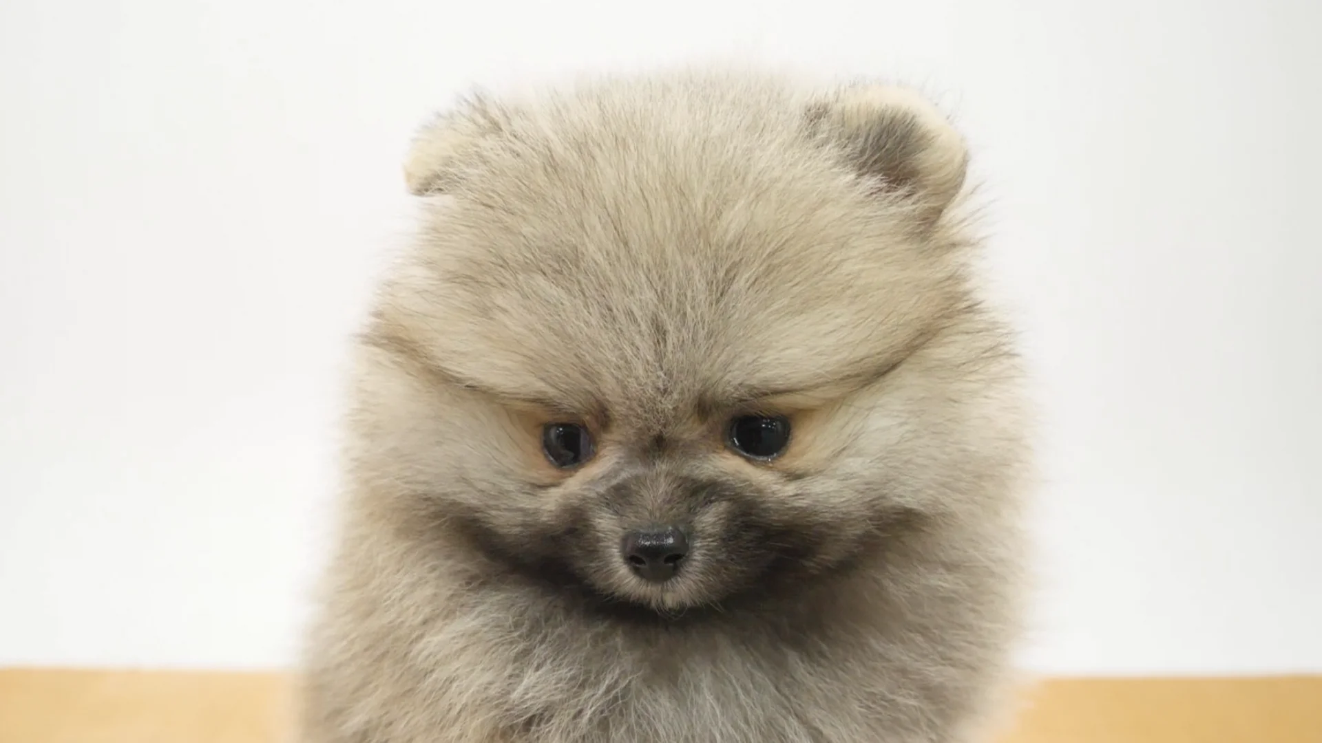 オーダー受付　ポメラニアン　ご予約ページ　8/9 オーダー受付 ポメラニアン ご予約ページ 8/9 【犬オーダー作品例