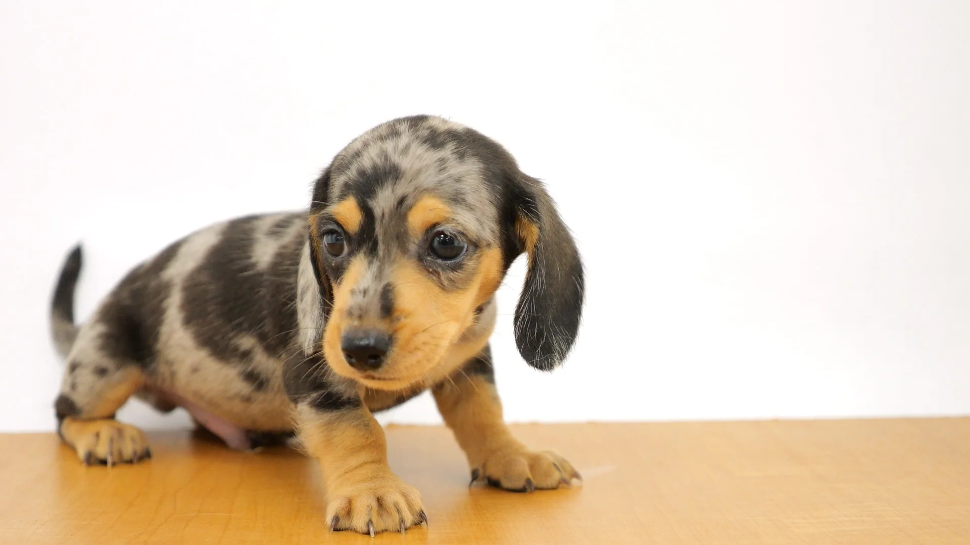 イヌタ Amazon | ITSDOG 犬 ハーネス 羽付き ミツバチ お出かけ 散歩 胴