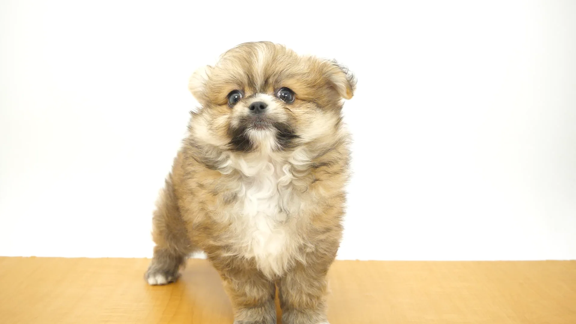 ハーフ犬（マルポメ） オレンジ 男の子 横浜青葉店