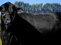 Lote 06
