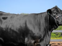 Lote 07