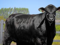Lote 14