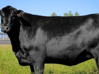 Lote 23