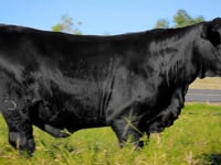 Lote 25