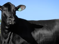 Lote 27