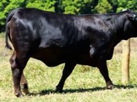 Lote 18