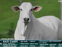 Lote 02